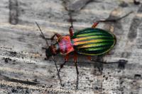 Carabus auronitens
