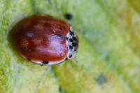 Harmonia quadripunctata