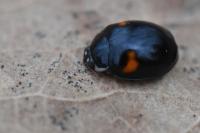 Adalia decempunctata