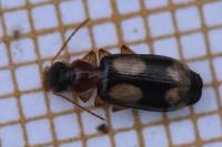Dromius quadrimaculatus