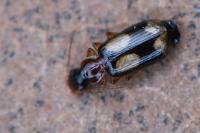 Dromius quadrimaculatus