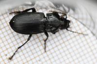 Abax parallelus