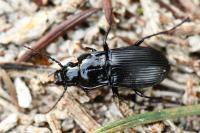 Abax parallelus