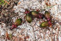 Carabus auronitens