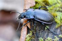Carabus nemoralis