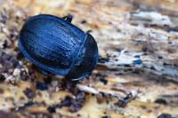 Phosphuga atrata