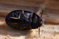 Platydema violacea
