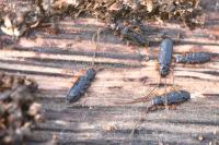 Uleiota planatus