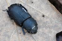 Dorcus parallelipipedus