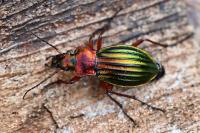Carabus auronitens
