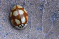 Adalia decempunctata