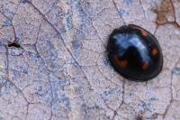 Exochomus quadripustulatus