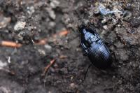 Abax ovalis