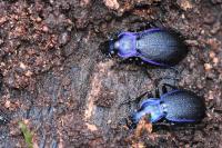 Carabus problematicus