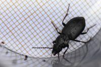 Pterostichus oblongopunctatus