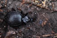 Cychrus attenuatus