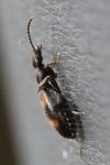 Anthicus antherinus
