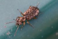 Asaphidion stierlini