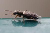 Asaphidion stierlini