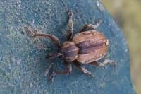 Hypera postica