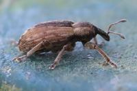 Hypera postica