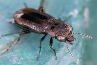 Notiophilus quadripunctatus