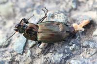 Poecilus cupreus