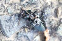 Poecilus cupreus