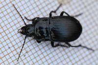 Abax ovalis