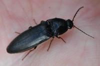 Melanotus villosus