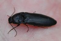 Melanotus villosus