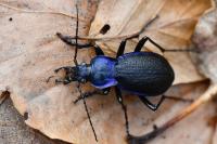 Carabus problematicus