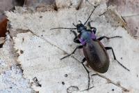 Carabus nemoralis