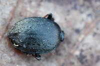 Cychrus attenuatus