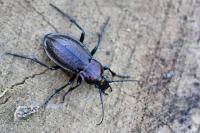 Carabus arvensis
