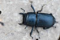 Dorcus parallelipipedus