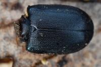 Dorcus parallelipipedus