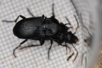 Abax parallelus