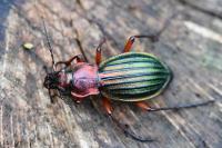 Carabus auronitens