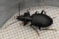 Platynus assimilis