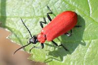 Pyrochroa coccinea