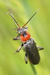 Cantharis fusca