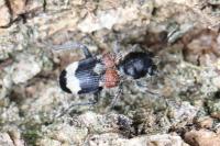 Clerus mutillarius