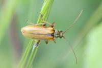 Cortodera humeralis