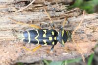 Plagionotus arcuatus