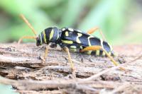 Plagionotus arcuatus