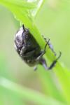 Valgus hemipterus
