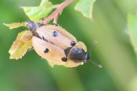 Dendroxena quadrimaculata