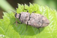 Agrypnus murinus