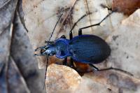 Carabus problematicus